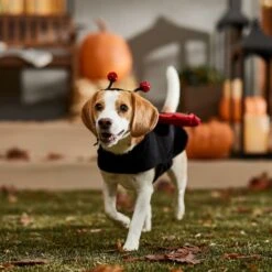 Frisco Glittered Ladybug Dog & Cat Costume 18 Frisco Glittered Ladybug Dog & Cat Costume -Frisco Shop 708254 PT7. AC SS1800 V1689354959