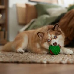 Frisco Holiday Fetch Squeaky Tennis Ball With Rubber Sleeve Dog Toy 9 Frisco Holiday Fetch Squeaky Tennis Ball With Rubber Sleeve Dog Toy -Frisco Shop 739686 PT3. AC SS1800 V1694812401