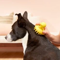 Buddy Wash Relaxing Green Tea & Bergamot Dog Shampoo & Conditioner & Frisco Rubber Duckie Dog & Cat Curry Brush 18 Buddy Wash Relaxing Green Tea & Bergamot Dog Shampoo & Conditioner & Frisco Rubber Duckie Dog & Cat Curry Brush -Frisco Shop 826422 PT7. AC SS1800 V1681332439