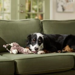 Frisco Fetch Colorful Ball Knot Rope Dog Toy & Frisco Monkey Plush With Rope Squeaky Dog Toy 18 Frisco Fetch Colorful Ball Knot Rope Dog Toy & Frisco Monkey Plush With Rope Squeaky Dog Toy -Frisco Shop 962014 PT7. AC SS1800 V1694784007